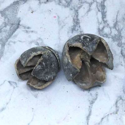 Bakuli - hamvas
