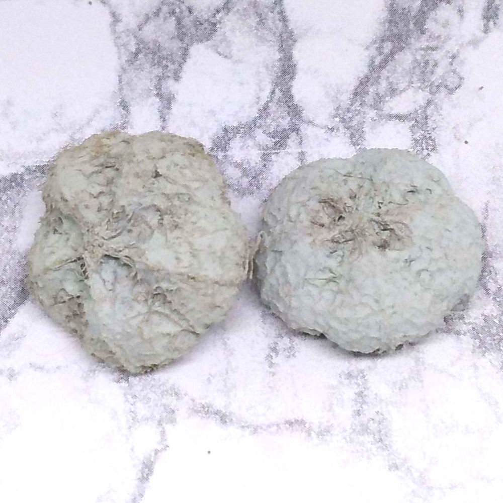 Fokhagymatermés - szürkéskék