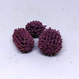 Casuarina - szeder