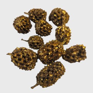 Casuarina - arany