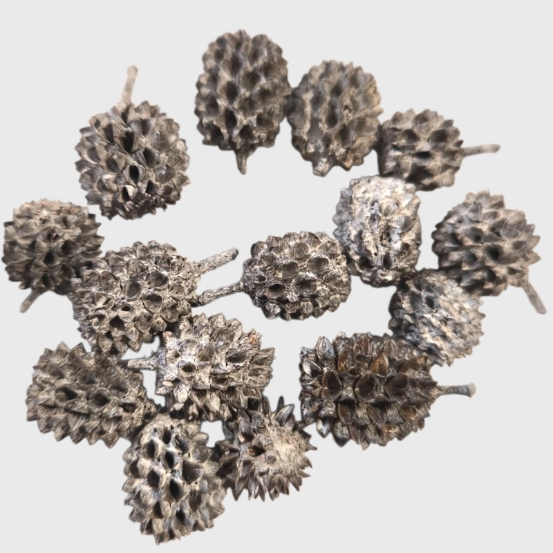 Casuarina - hamvas